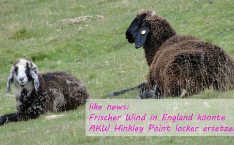 AKW Hinkley Point durch Wind zu ersetzen - Schafe und Windenergie - Energie neu denken